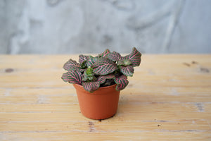 Fittonia Pink - Greenly Plant Co