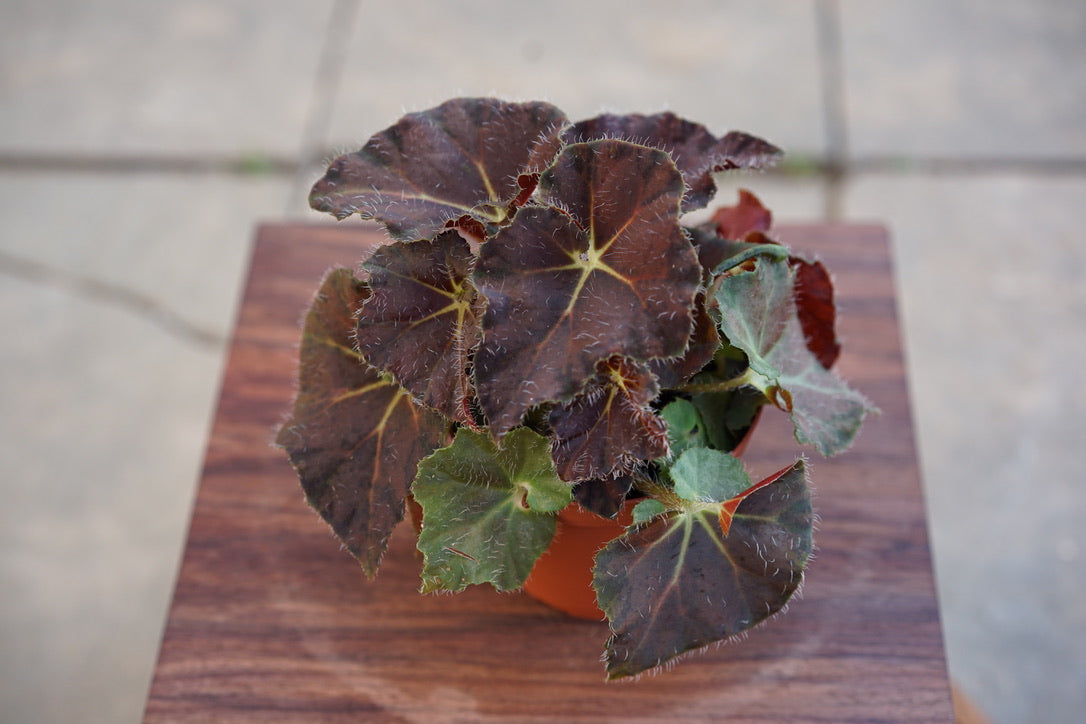 Begonia Carol Knight - Greenly Plant Co