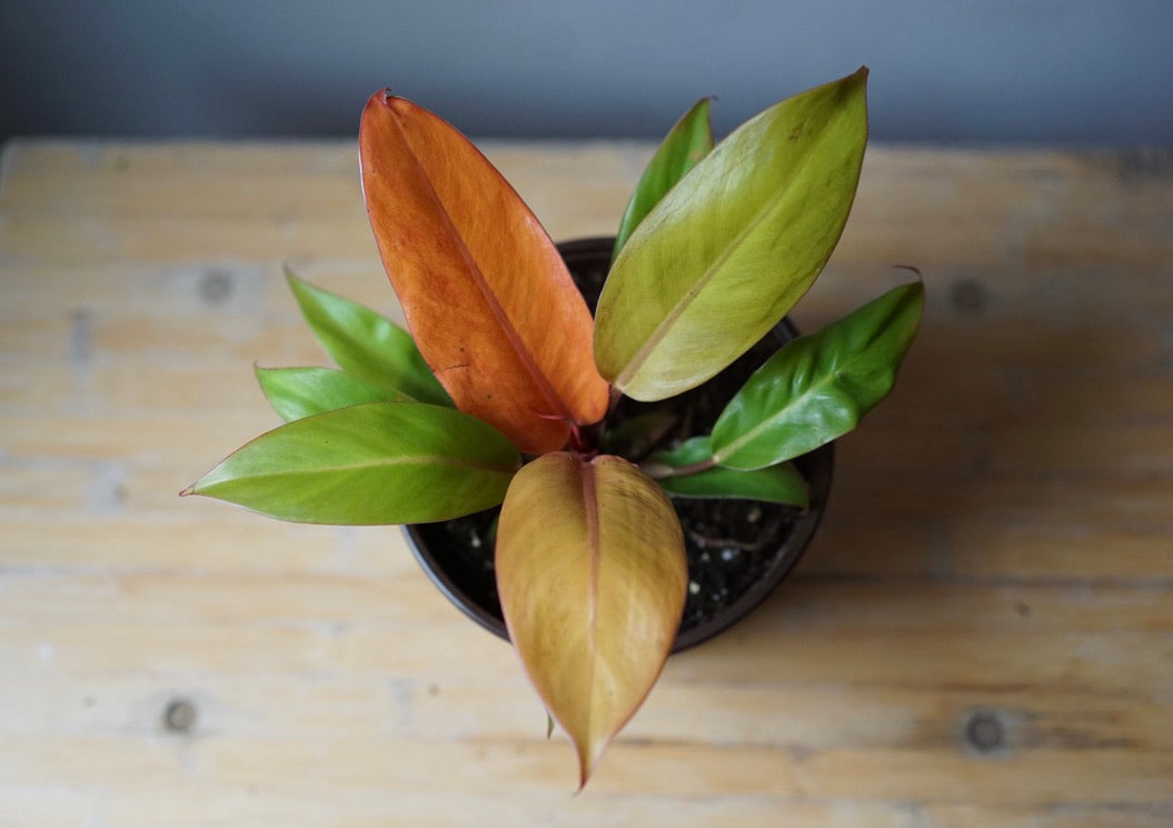 Philodendron Prince of Orange - Greenly Plant Co