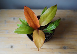 Open image in slideshow, Philodendron Prince of Orange - Greenly Plant Co
