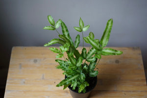 Pteris Ensiformis 'Silver Ribbon' - Greenly Plant Co