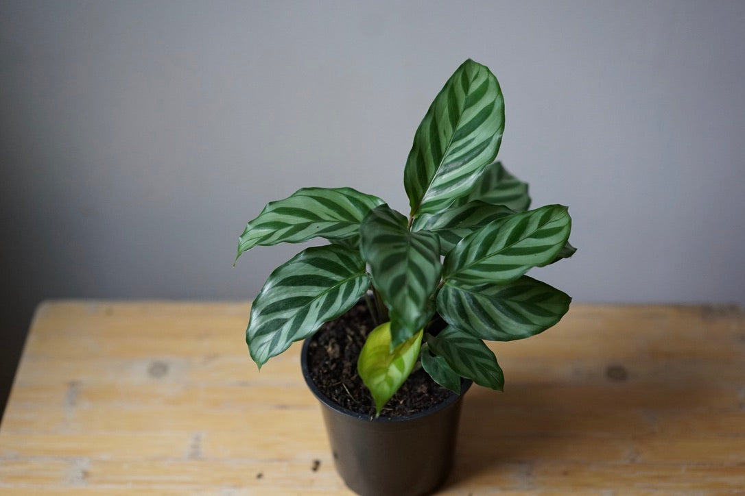 Calathea Freddie - Greenly Plant Co