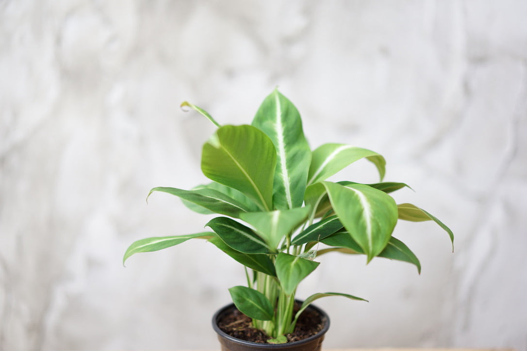 Spathiphyllum Silver Streak 'Peace Lily' - Greenly Plant Co