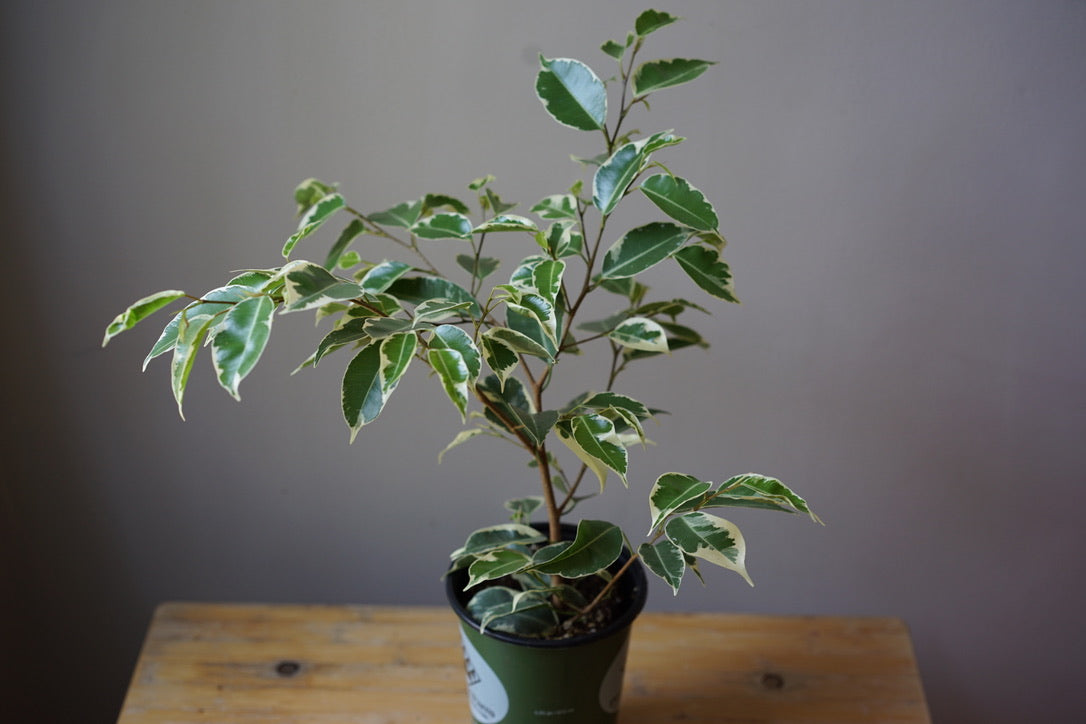 Ficus Benjamina 'Variegated Ficus' - Greenly Plant Co