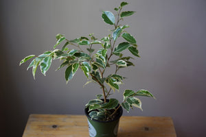 Ficus Benjamina 'Variegated Ficus' - Greenly Plant Co
