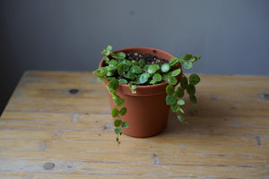 Open image in slideshow, Peperomia Prostrata &#39;String of Turtles&#39; - Greenly Plant Co
