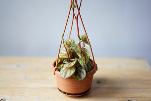 Peperomia 'Peppermill' - Greenly Plant Co