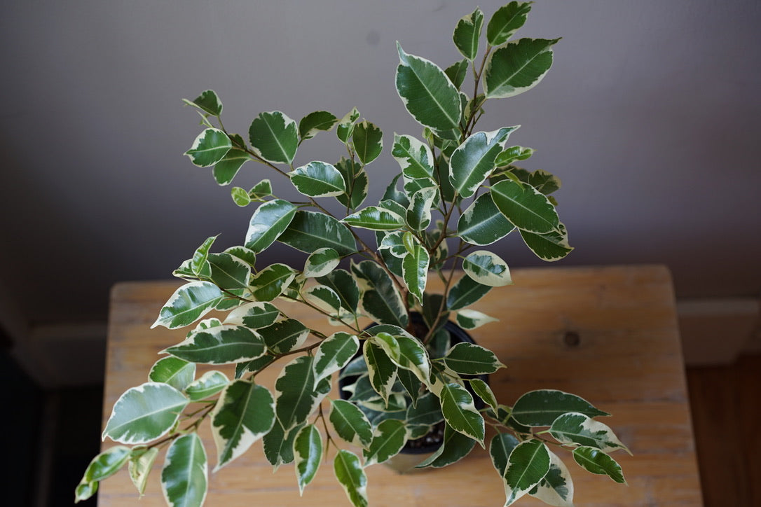 Ficus Benjamina 'Variegated Ficus' - Greenly Plant Co