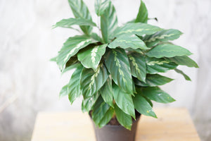 Open image in slideshow, Calathea Maui Queen - Greenly Plant Co
