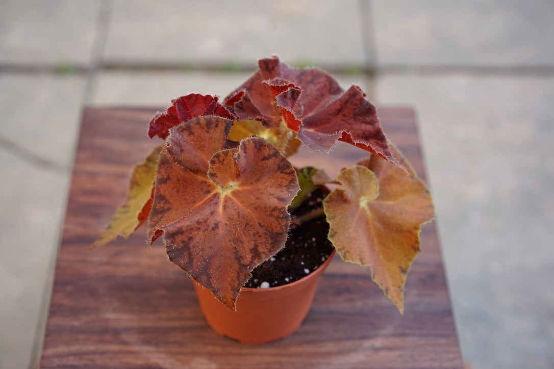 Begonia Peter Piper - Greenly Plant Co