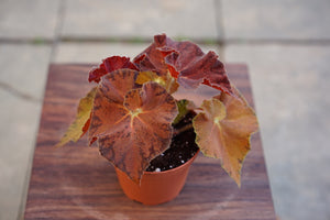 Begonia Peter Piper - Greenly Plant Co