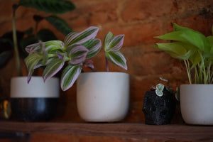 Open image in slideshow, Classic Gray Tulip Planter by The Concrete Lettter - Greenly Plant Co
