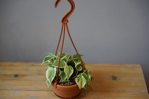 Open image in slideshow, Peperomia Scandens Variegata - Greenly Plant Co

