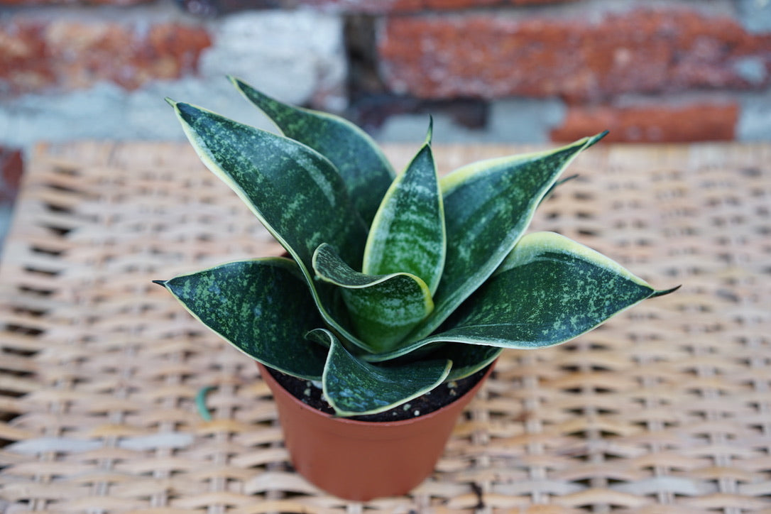 Ocean Star Snake Plant - Greenly Plant Co