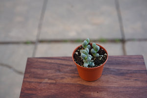 Delosperma Lehmannii 'Ice Plant' - Greenly Plant Co