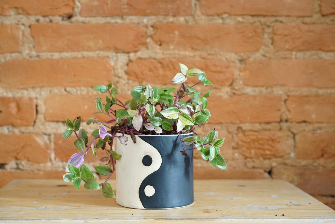 Black and White Yin and Yang Planter by Curious Clay - Greenly Plant Co