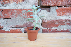 Senecio Serpens 'Blue Chalksticks Succulent' - Greenly Plant Co