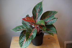 Open image in slideshow, Aglaonema Pink Hybrid - Greenly Plant Co
