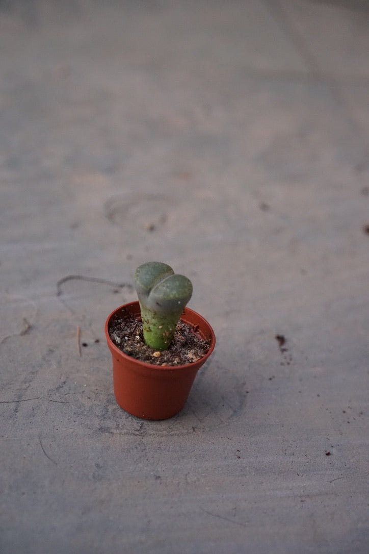 Lithop 'Living Stone' - Greenly Plant Co