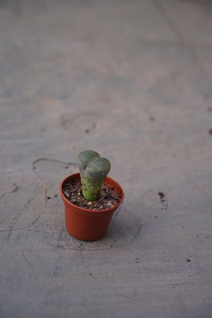Lithop 'Living Stone' - Greenly Plant Co