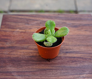 Cotyledon Tomentosa 'Bear Paw Succulent' - Greenly Plant Co