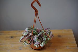 Tradescantia 'Rainbow' - Greenly Plant Co