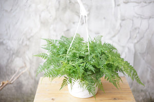 Open image in slideshow, Davallia Fejeensis &#39;Rabbit Foot&#39;s Fern&#39; - Greenly Plant Co
