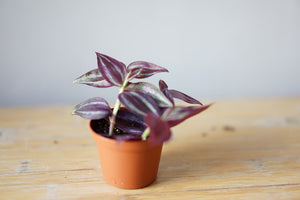 Open image in slideshow, Tradescantia Purple - Greenly Plant Co
