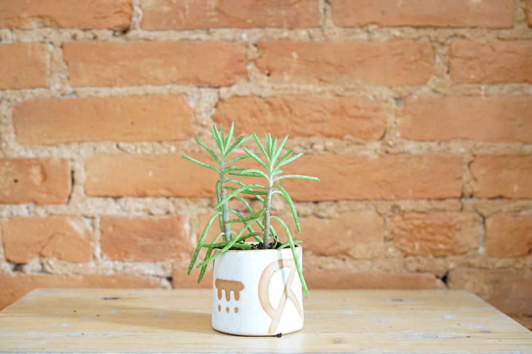 Desktop Planter by Curious Clay - Greenly Plant Co