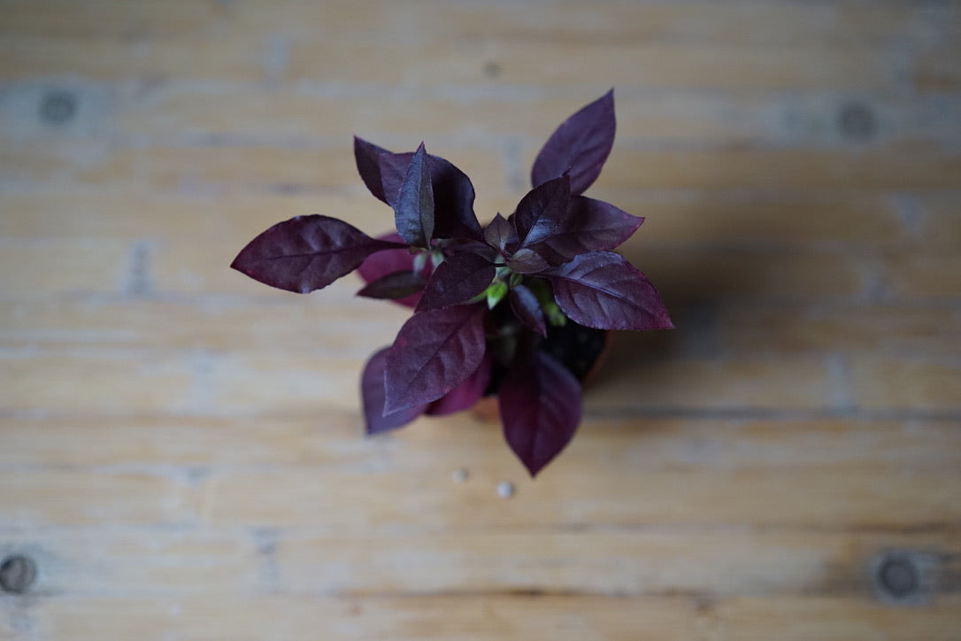 Alternanthera Brasiliana 'Purple Prince' - Greenly Plant Co