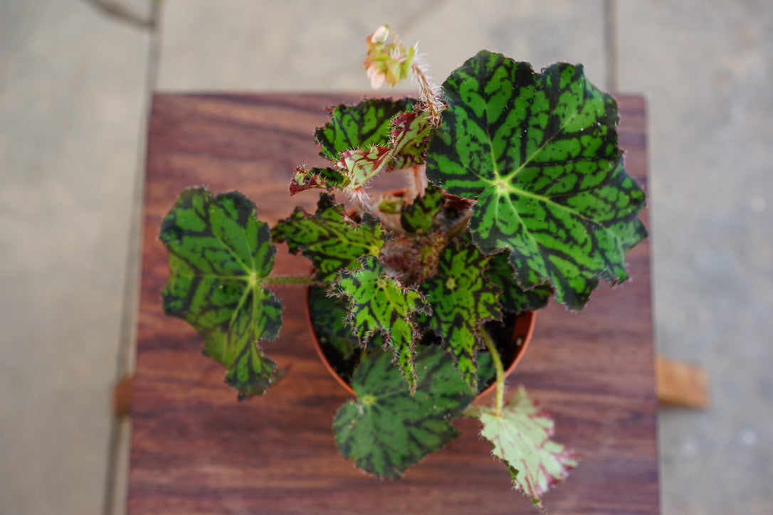Begonia Dr Block - Greenly Plant Co