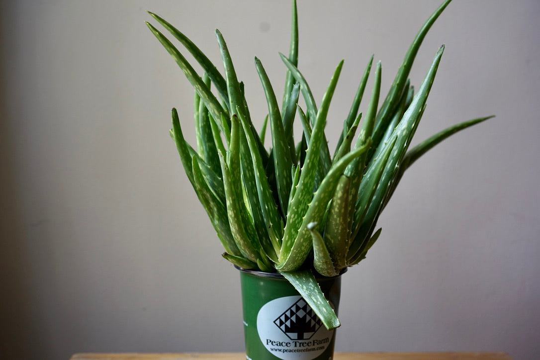 Aloe Vera - Greenly Plant Co
