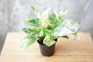 Open image in slideshow, Epipremnum Aureum &#39;Marble Queen Pothos&#39; - Greenly Plant Co
