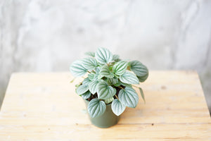 Peperomia Frost - Greenly Plant Co