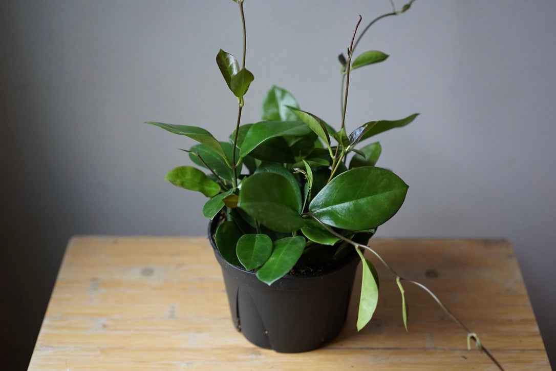 Hoya Australis - Greenly Plant Co