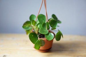 Open image in slideshow, Pilea Peperomioides &#39;Money Plant&#39; - Greenly Plant Co
