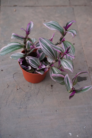 Open image in slideshow, Tradescantia &#39;Nanouk&#39; Pink - Greenly Plant Co
