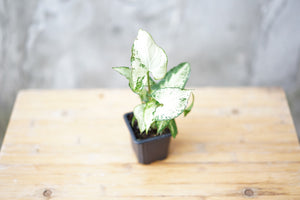 Syngonium Podophyllum 'White Butterfly' - Greenly Plant Co