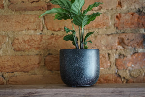 Speckled Tulip Planter by The Concrete Letter - Greenly Plant Co