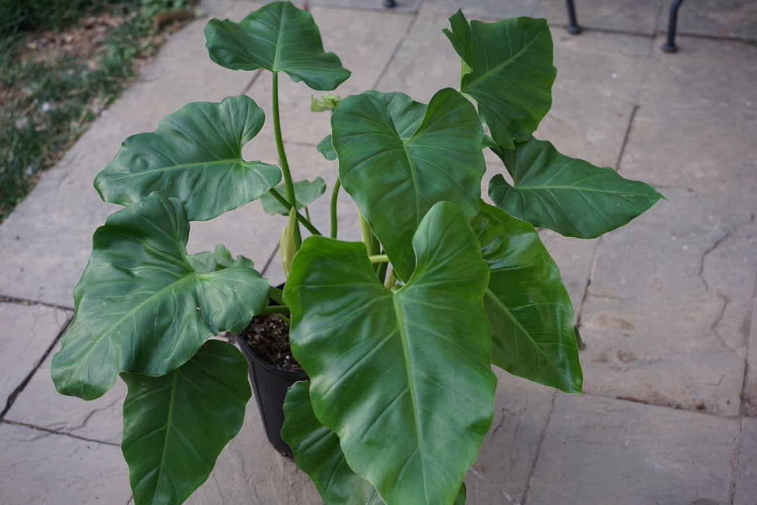 Philodendron Giganteum - Greenly Plant Co