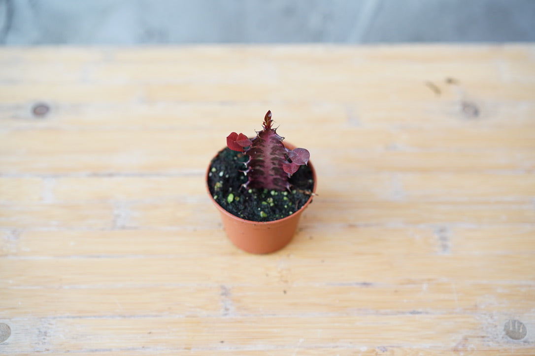 Euphorbia Trigona Rubra - Greenly Plant Co