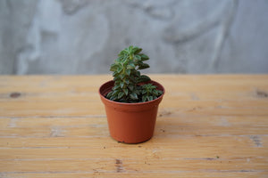 Peperomia Wolfgang - Greenly Plant Co