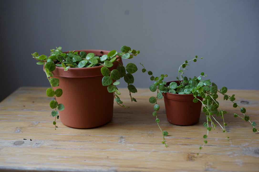 Peperomia Prostrata 'String of Turtles' - Greenly Plant Co