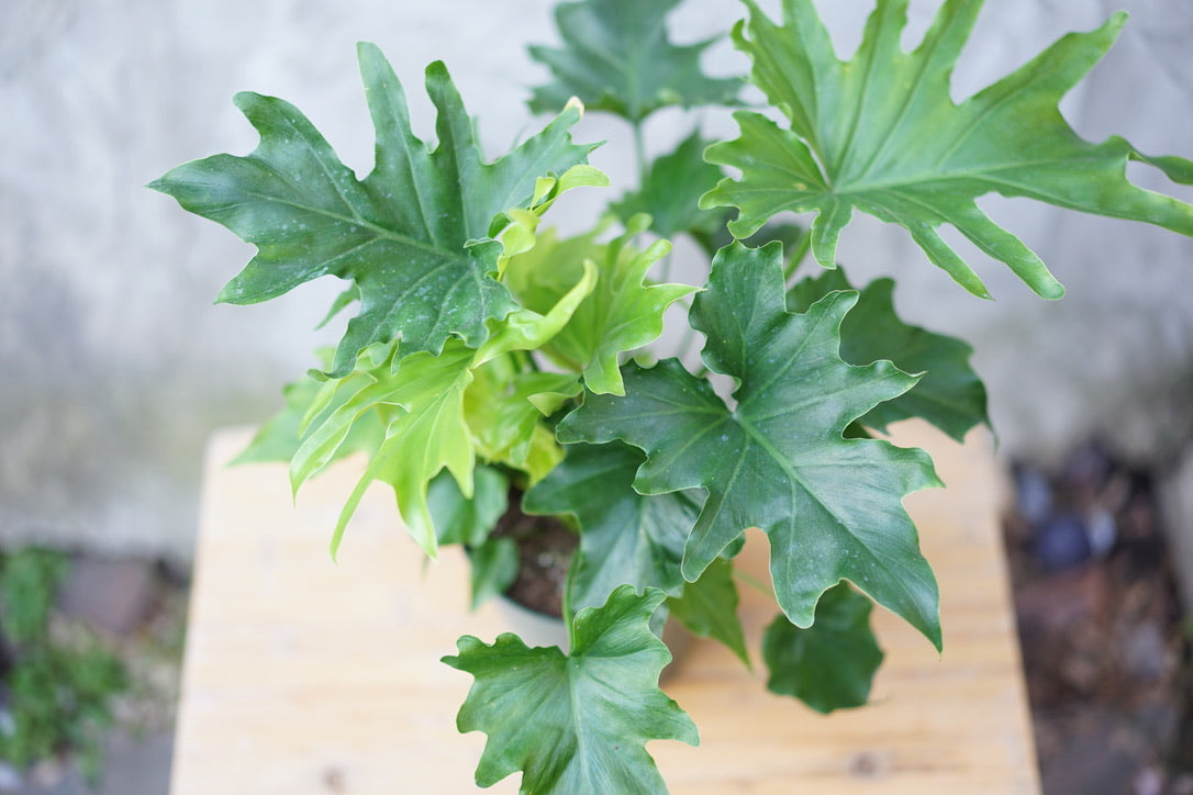 Philodendron Selloum - Greenly Plant Co