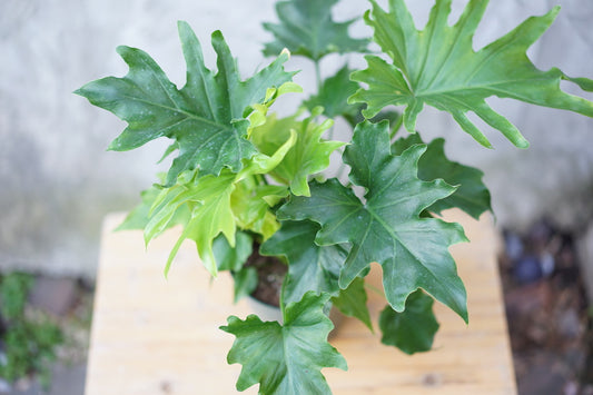 Philodendron Selloum - Greenly Plant Co