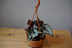 Begonia 'Raindance' - Greenly Plant Co