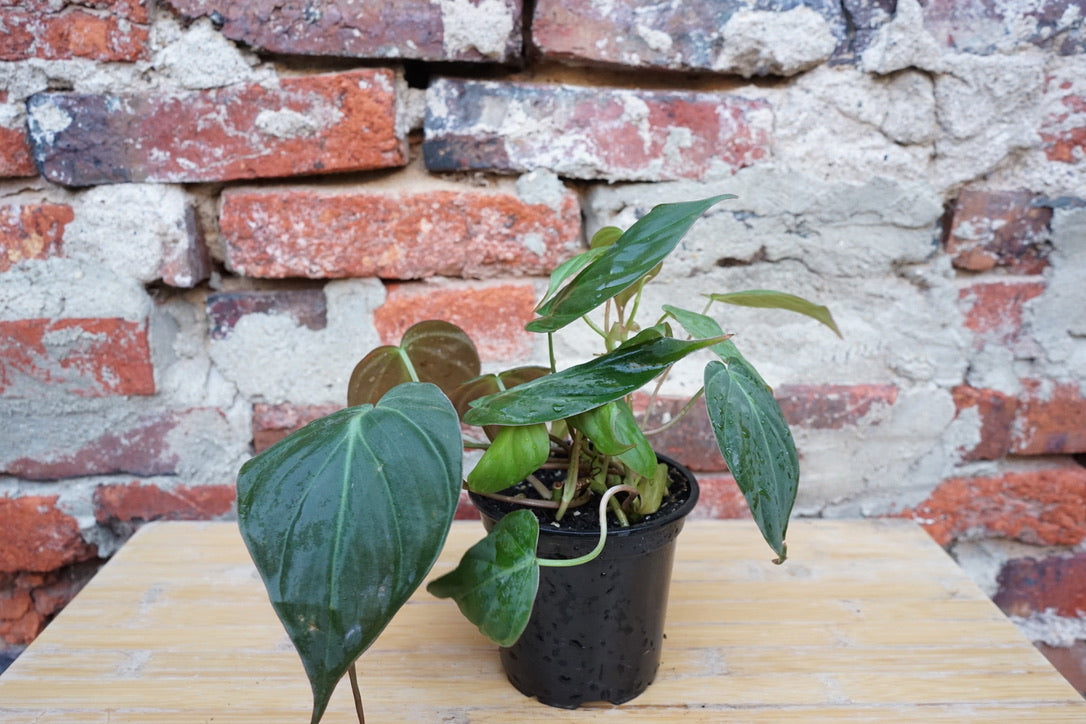 Philodendron Micans - Greenly Plant Co