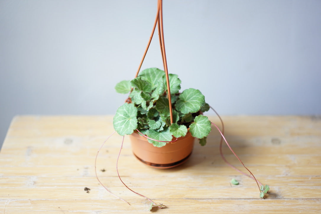 Strawberry Begonia - Greenly Plant Co