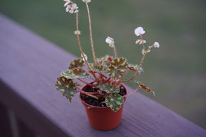 Open image in slideshow, Begonia &#39;Little Darling&#39; - Greenly Plant Co
