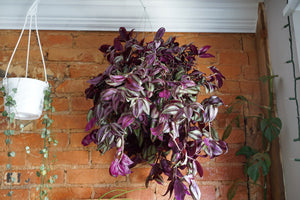 Open image in slideshow, Tradescantia Zebrina &#39;Purple/ Silver&#39; - Greenly Plant Co
